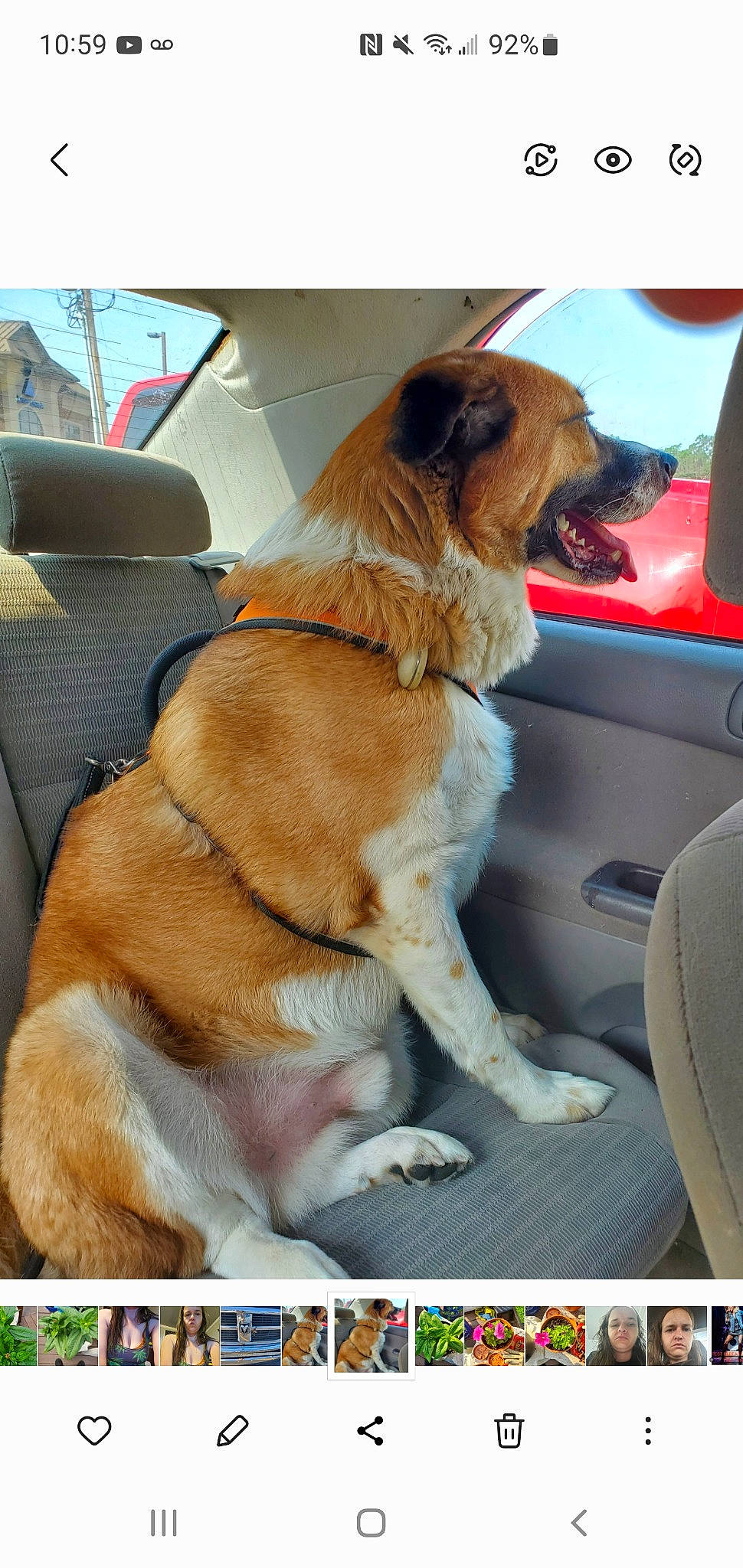 Tankgoku joined the competition — help win amazing prizes! auto_part, automotive_exterior, car, car_seat, car_seat_cover, carnivore, collar, companion_dog, dog, dog_breed, dog_collar, fawn, fur, gun_dog, liver, motor_vehicle, sporting_group, vehicle, vehicle_door, working_animal