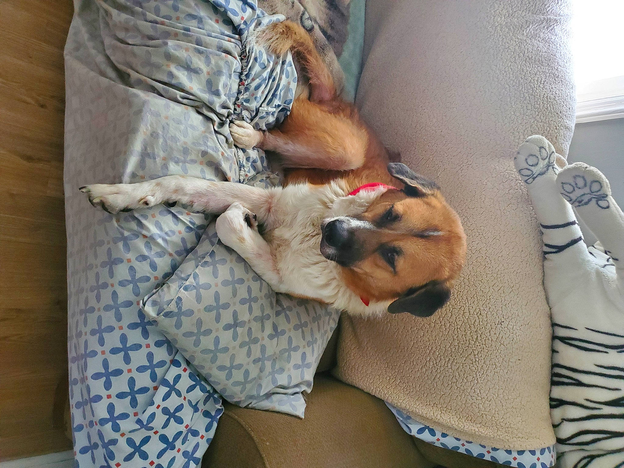 Tankgoku is registered to the contest to win money with this photo: carnivore, comfort, companion_dog, couch, dog, dog_breed, dog_supply, fawn, felidae, fur, human_leg, linens, remote_control, room, small_to_medium_sized_cats, sporting_group, textile, toy_dog, whiskers, wood