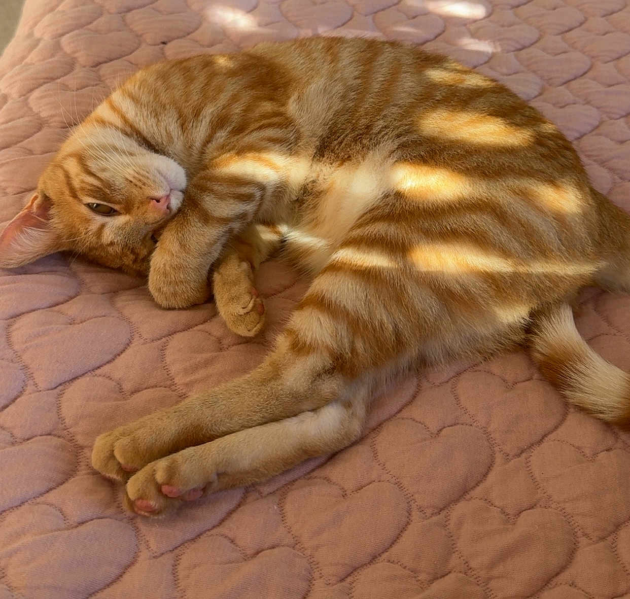 Beans is registered to the contest to win money with this photo: cat, ginger_cat, tabby, pet, sleeping, resting, quilted_blanket, heart_pattern, pink_blanket, soft_texture, sunlight, shadow, indoor, cozy, feline, cute, animal, relaxed, paw, fur