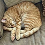 Beans is registered to the contest to win money with this photo: cat, orange_tabby, sleeping, curled_up, paw_pads, feline, pet, domestic_cat, striped_fur, cozy, couch, indoor, relaxed, resting, whiskers, tail, fur_texture, nap, soft, cute