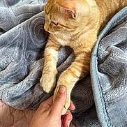Beans joined the competition — help win amazing prizes! cat, ginger_cat, paw, human_hand, blanket, cozy, soft_texture, indoor, pet, feline, animal, resting, curious, close_up, touch, friendship, comfort, warm, relaxed, nap_time