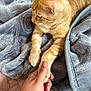 cat, ginger_cat, paw, human_hand, blanket, cozy, soft_texture, indoor, pet, feline, animal, resting, curious, close_up, touch, friendship, comfort, warm, relaxed, nap_time