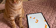 Beans is registered to the contest to win money with this photo: cat, orange_tabby, tablet, game, bedspread, pink, quilted, bedroom, furniture, curious, pet, indoor, technology, device, screen, animal, whiskers, ears, eyes, soft_lighting