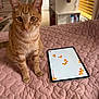 cat, orange_tabby, tablet, game, bedspread, pink, quilted, bedroom, furniture, curious, pet, indoor, technology, device, screen, animal, whiskers, ears, eyes, soft_lighting