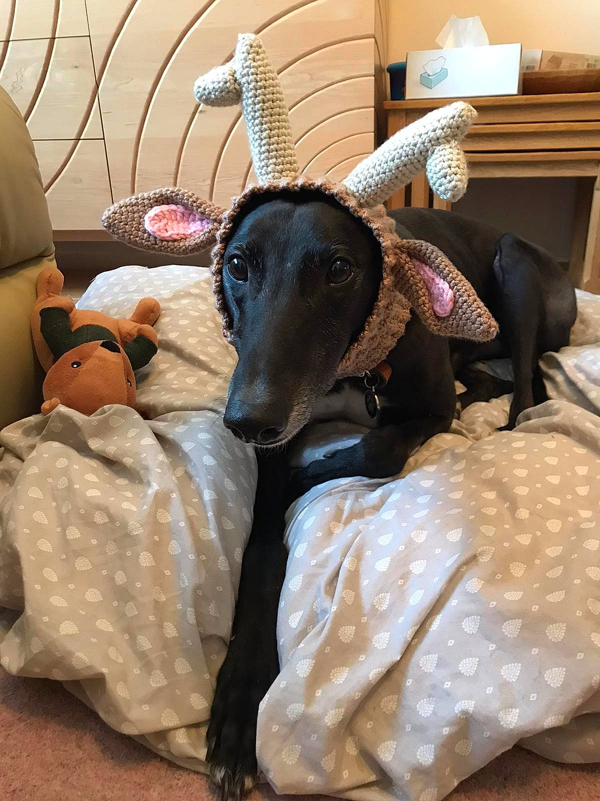 Scampi joined the competition — help win amazing prizes! canidae, carnivore, comfort, companion_dog, dog, dog_breed, event, fawn, flooring, fur, goats, guard_dog, horn, houseplant, linens, room, snout, sporting_group, terrestrial_animal, working_animal