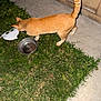 alone, animal, brick_wall, cat, concrete, curious, domestic_cat, feline, flash, grass, ground, mask, metal_bowl, night, orange_tabby, outdoor, pet, side_view, sniffing, tail