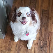 Bandit is registered to the contest to win money with this photo: animal, blue_eye, brown_eye, brown_fur, canine, collar, cute, dog, domestic, fluffy, friendly, happy, heterochromia, indoor, looking_up, pet, smiling, tag, white_fur, wooden_floor