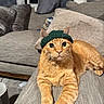 animal, cat, couch, cozy, curtains, cute, domestic_animal, ears, eyes, feline, fur, indoor, knit_hat, living_room, orange_tabby, pet, pillow, relaxed, resting, whiskers