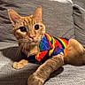 Sweeney is registered to the contest to win money with this photo: animal, cat, closeup, colorful_clothing, couch, curious, cute, domestic_cat, fabric, feline, indoor, mammal, orange_tabby, pet, portrait, rainbow_shirt, relaxed, sitting, texture, whiskers