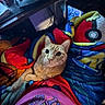 Sweeney joined the competition — help win amazing prizes! animal, blanket, cables, cat, colorful, comfort, computer, cozy, cute, desk, fur, home, indoor, keyboard, lap, orange_tabby, pet, pokémon, relaxed, technology