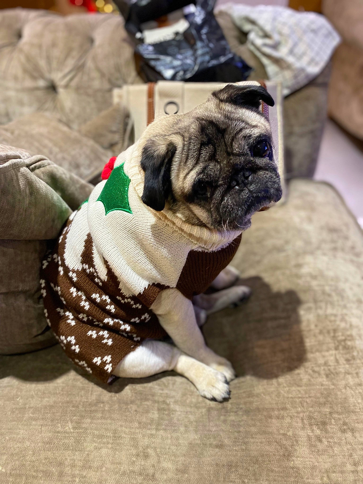 Buggy is registered to the contest to win money with this photo: bulldog, canidae, carnivore, collar, companion_dog, dog, dog_breed, dog_clothes, dog_collar, dog_supply, fawn, flooring, grass, leash, pug, snout, sporting_group, toy_dog, working_animal, wrinkle