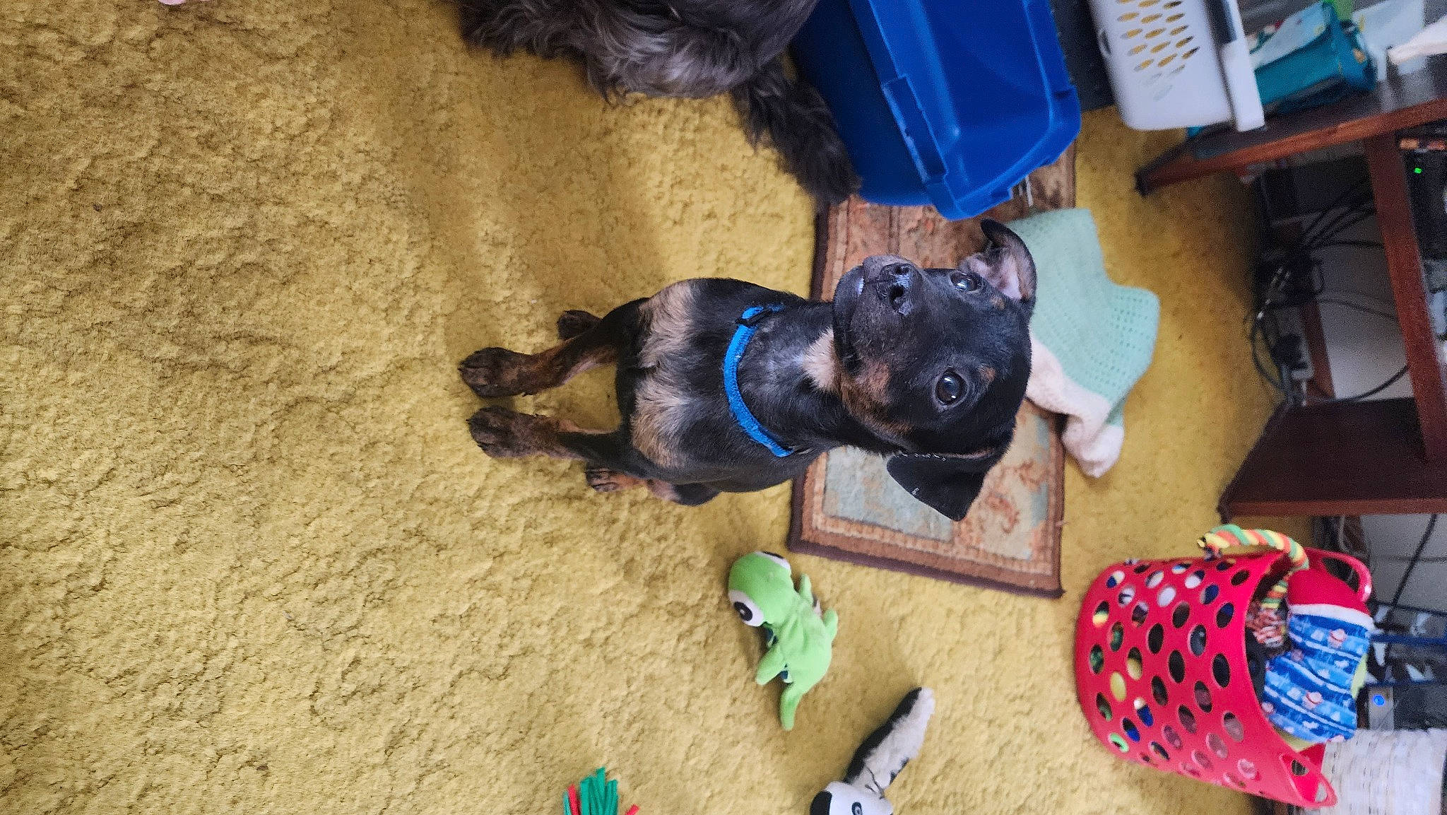 Bandit joined the competition — help win amazing prizes! canidae, carnivore, companion_dog, dog, dog_breed, dog_clothes, dog_supply, electric_blue, fawn, flooring, fur, guard_dog, landscape, pet_supply, snout, soil, sporting_group, toy_dog, wood, working_animal