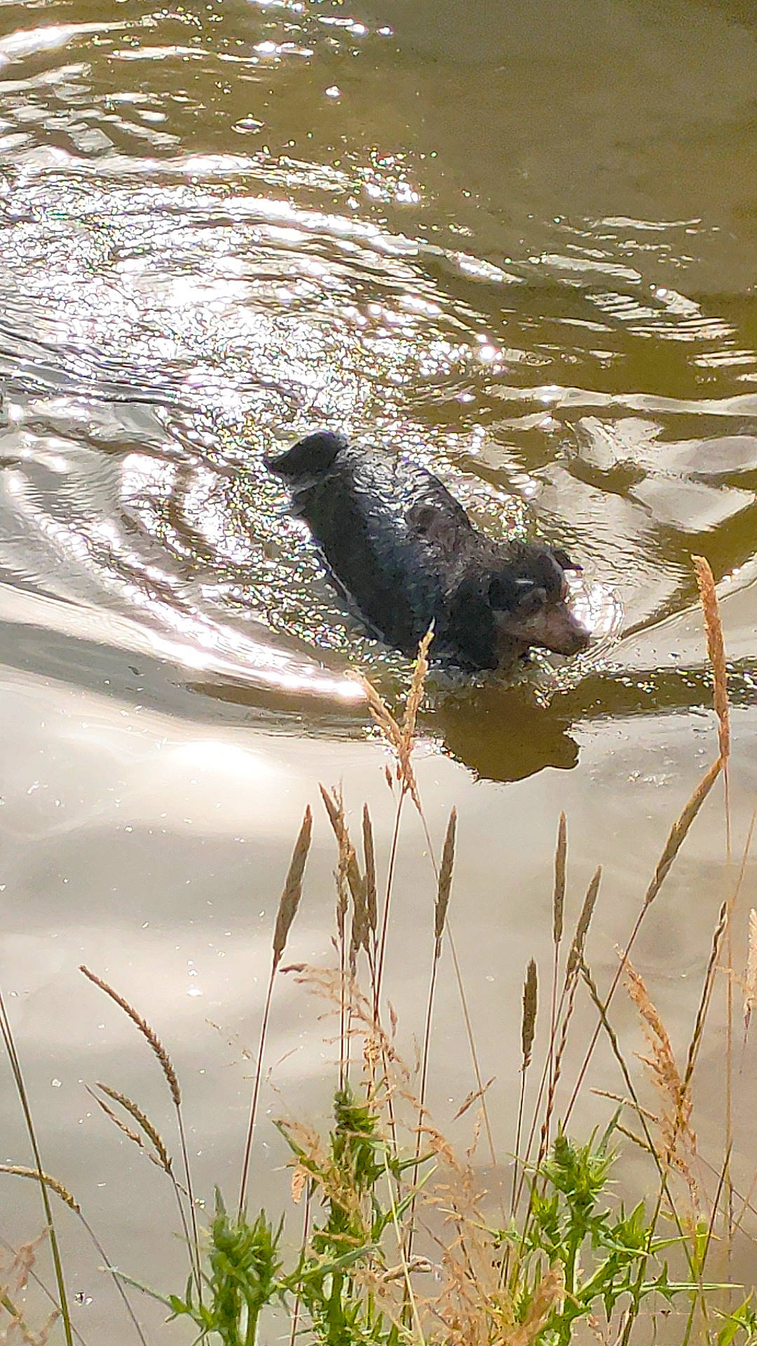 Olivia participe au concours pour gagner de l'argent avec cette photo : beak, canidae, carnivore, dog, dog_breed, fawn, grass, grass_family, lake, liquid, plant, reflection, sporting_group, tail, terrestrial_animal, water, water_resources, wetland, wildlife, working_animal