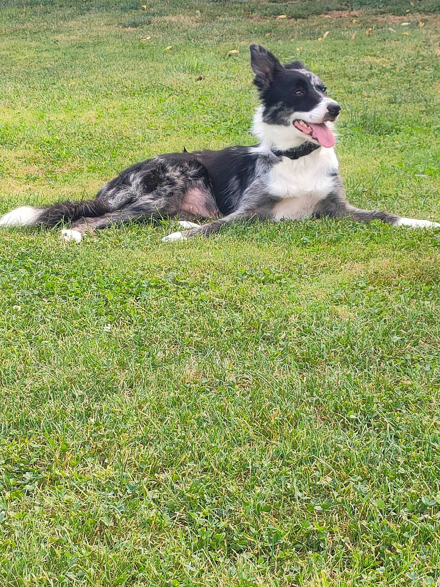 Sia participe au concours pour gagner de l'argent avec cette photo : australian_cattle_dog, border_collie, canidae, carnivore, companion_dog, dog, dog_breed, grass, grassland, groundcover, herding_dog, hunting_dog, mcnab, pasture, plant, sporting_group, tail, working_animal, working_dog