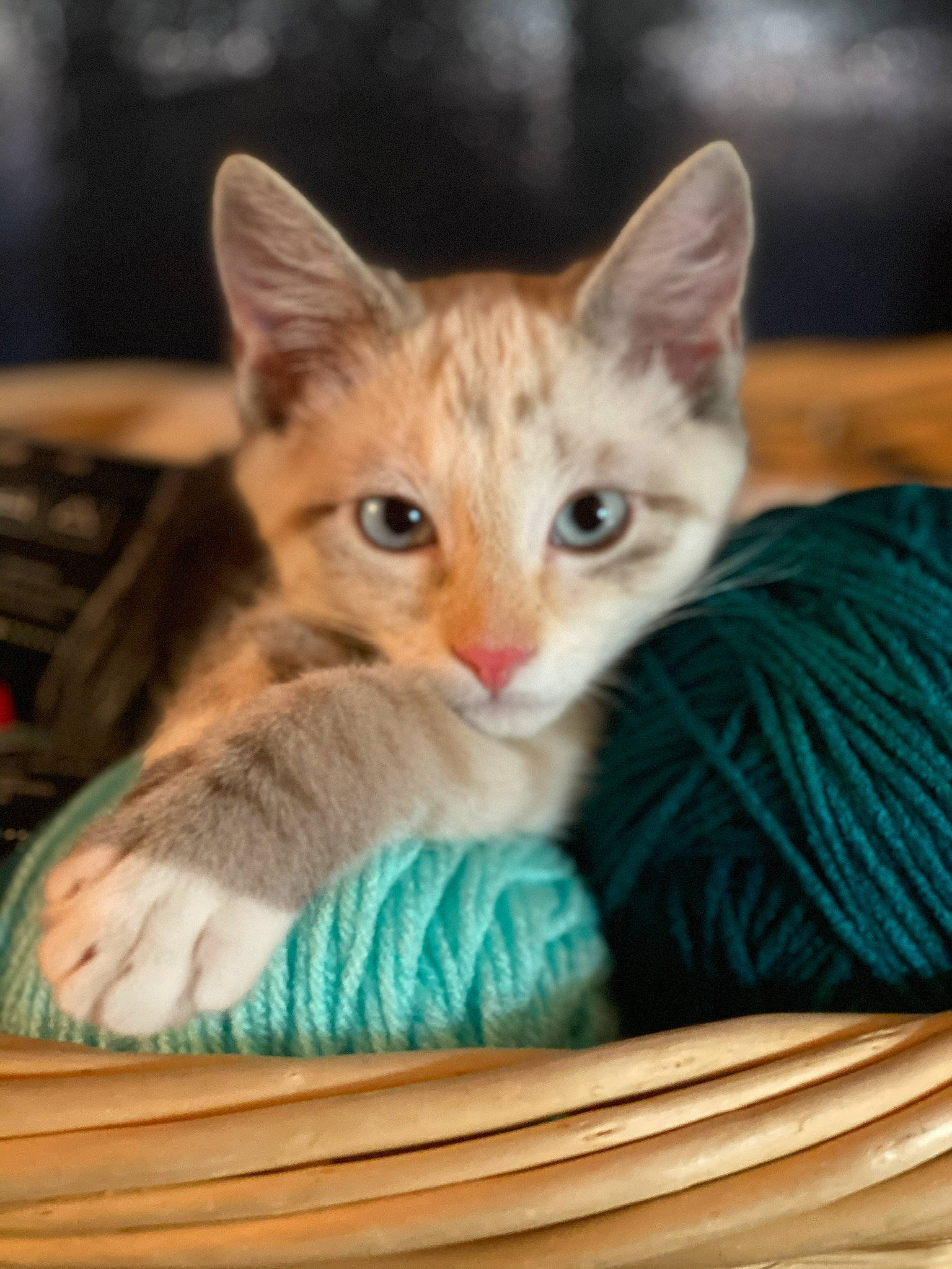 Sirena Opal Lauderbaugh is registered to the contest to win money with this photo: aqua, carnivore, cat, cat_furniture, cat_supply, curious, domestic_short_haired_cat, fawn, felidae, fur, iris, kitten, peach, small_to_medium_sized_cats, snout, teal, thread, turquoise, whiskers, wicker