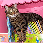 Croquette participe au concours pour gagner de l'argent avec cette photo :