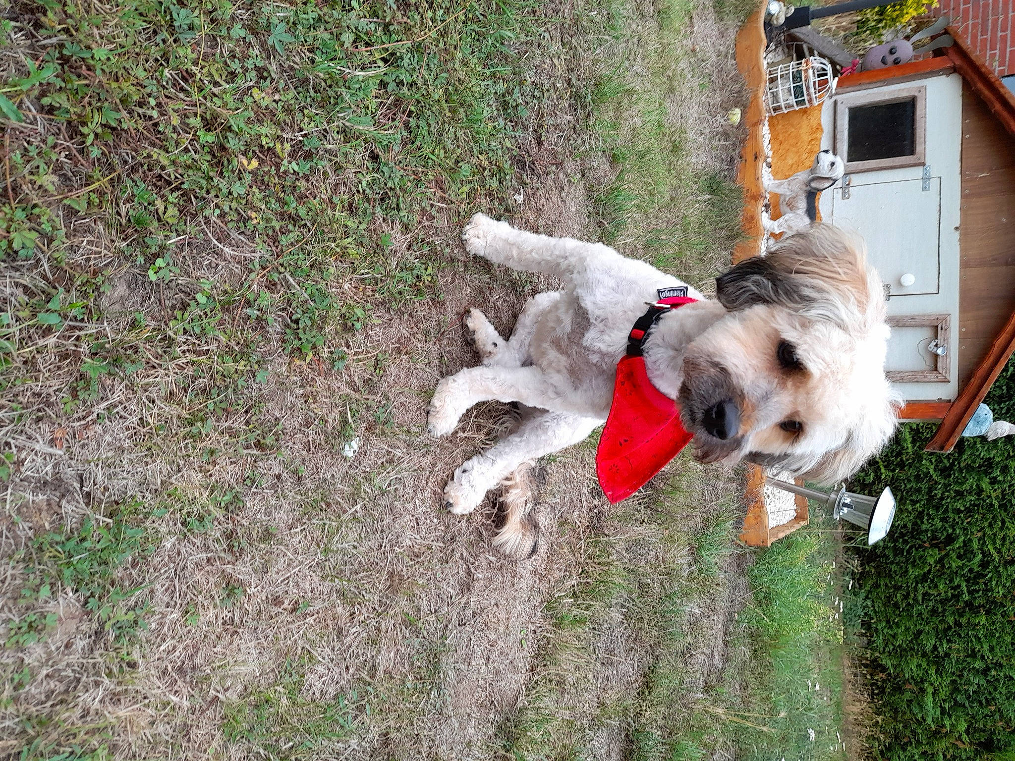 Onyl participe au concours pour gagner de l'argent avec cette photo : carnivore, collar, companion_dog, dog, dog_breed, dog_clothes, dog_collar, dog_supply, fawn, grass, leash, plant, small_terrier, snout, sporting_group, tail, television, terrier, toy_dog, working_animal