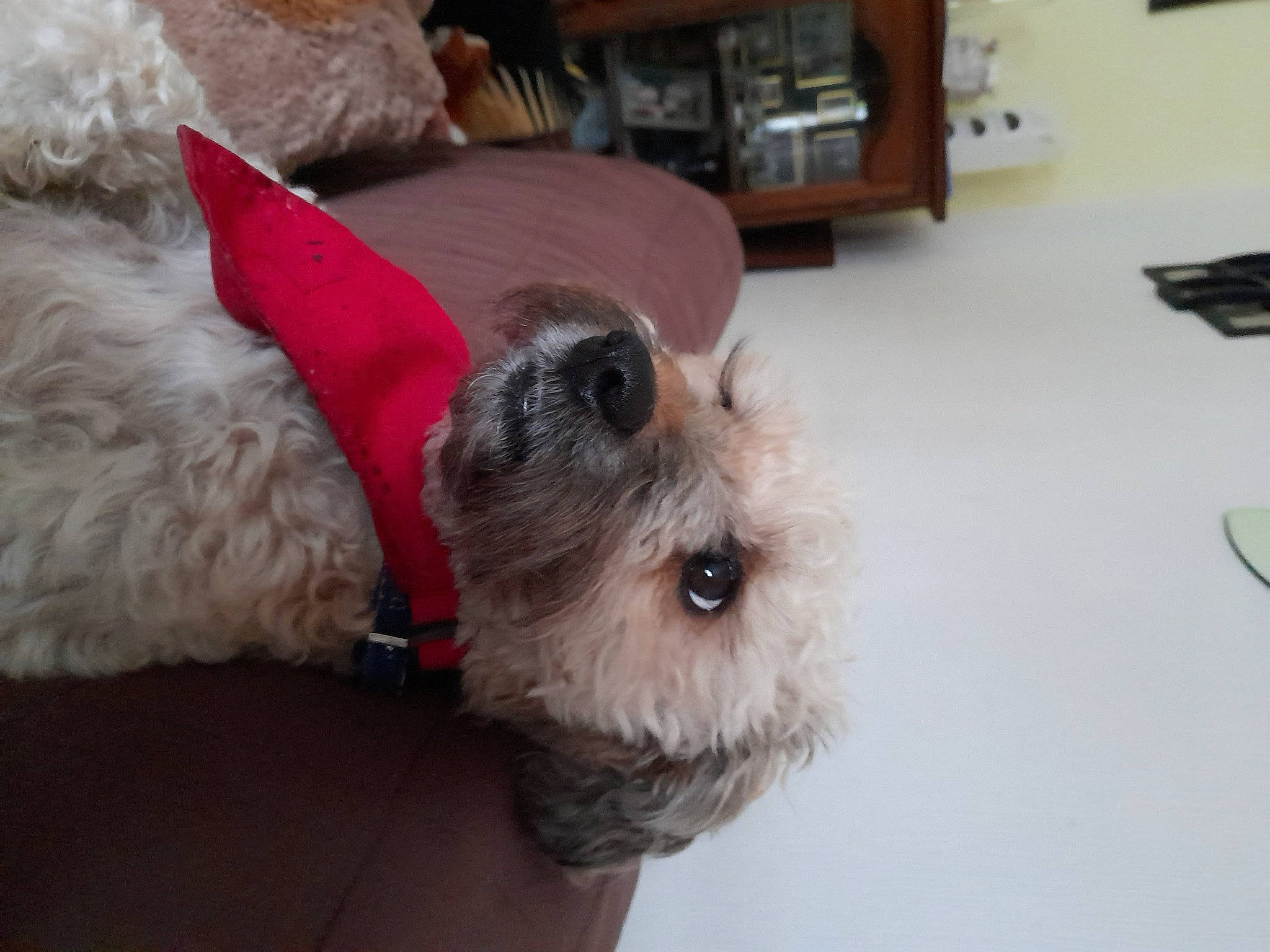 Onyl a rejoint le concours — aidez-le/la à gagner de superbes lots ! carnivore, collar, companion_dog, dog, dog_breed, dog_clothes, dog_collar, dog_supply, fawn, fur, paw, pet_supply, schnauzer, small_terrier, sporting_group, standard_schnauzer, terrier, toy, toy_dog, working_animal