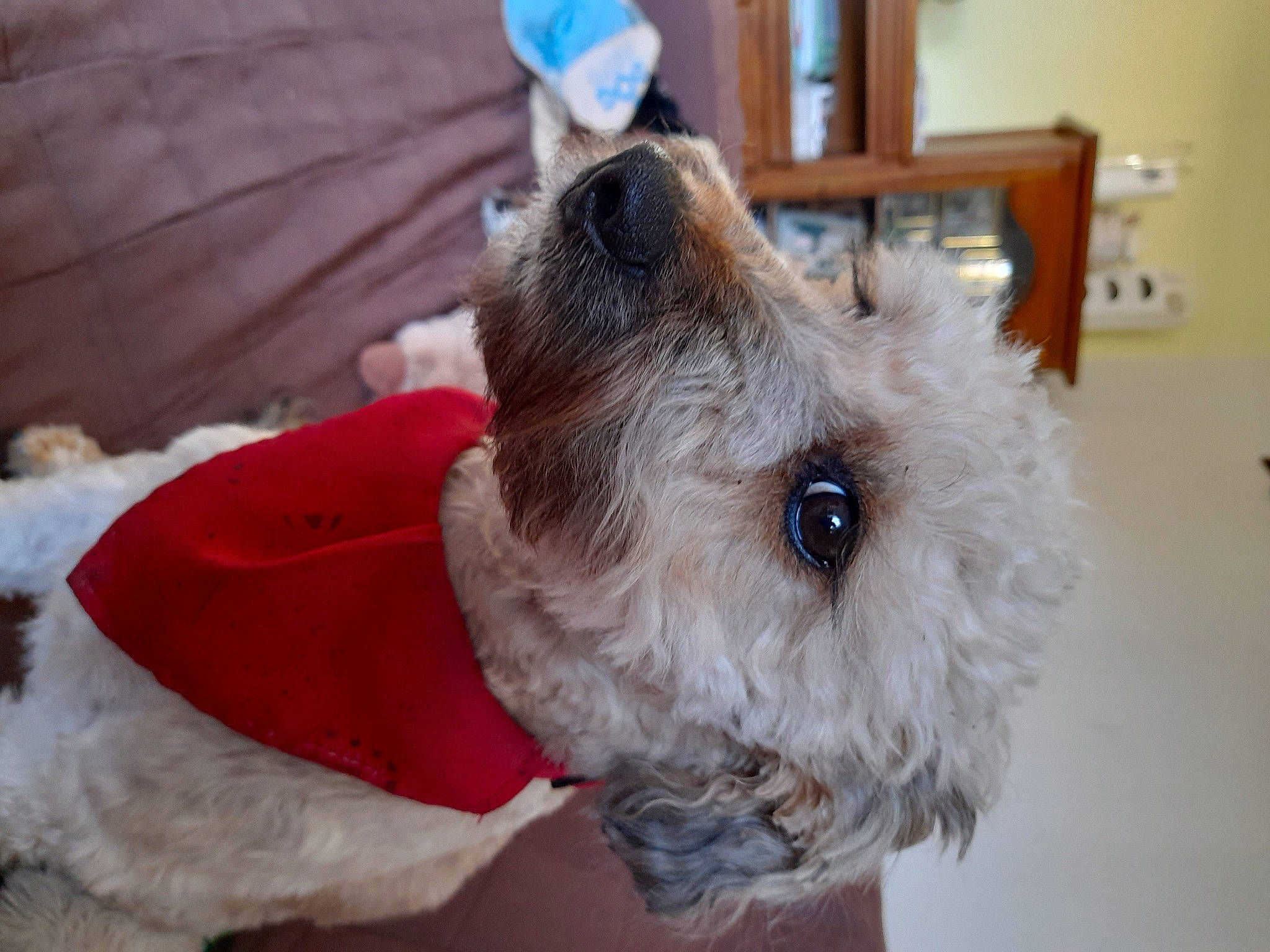 Onyl participe au concours pour gagner de l'argent avec cette photo : blue, camera, canidae, carnivore, collar, companion_dog, dog, dog_breed, dog_collar, dog_supply, fawn, fur, pet_supply, small_terrier, snout, sporting_group, standard_schnauzer, terrier, toy_dog, working_animal