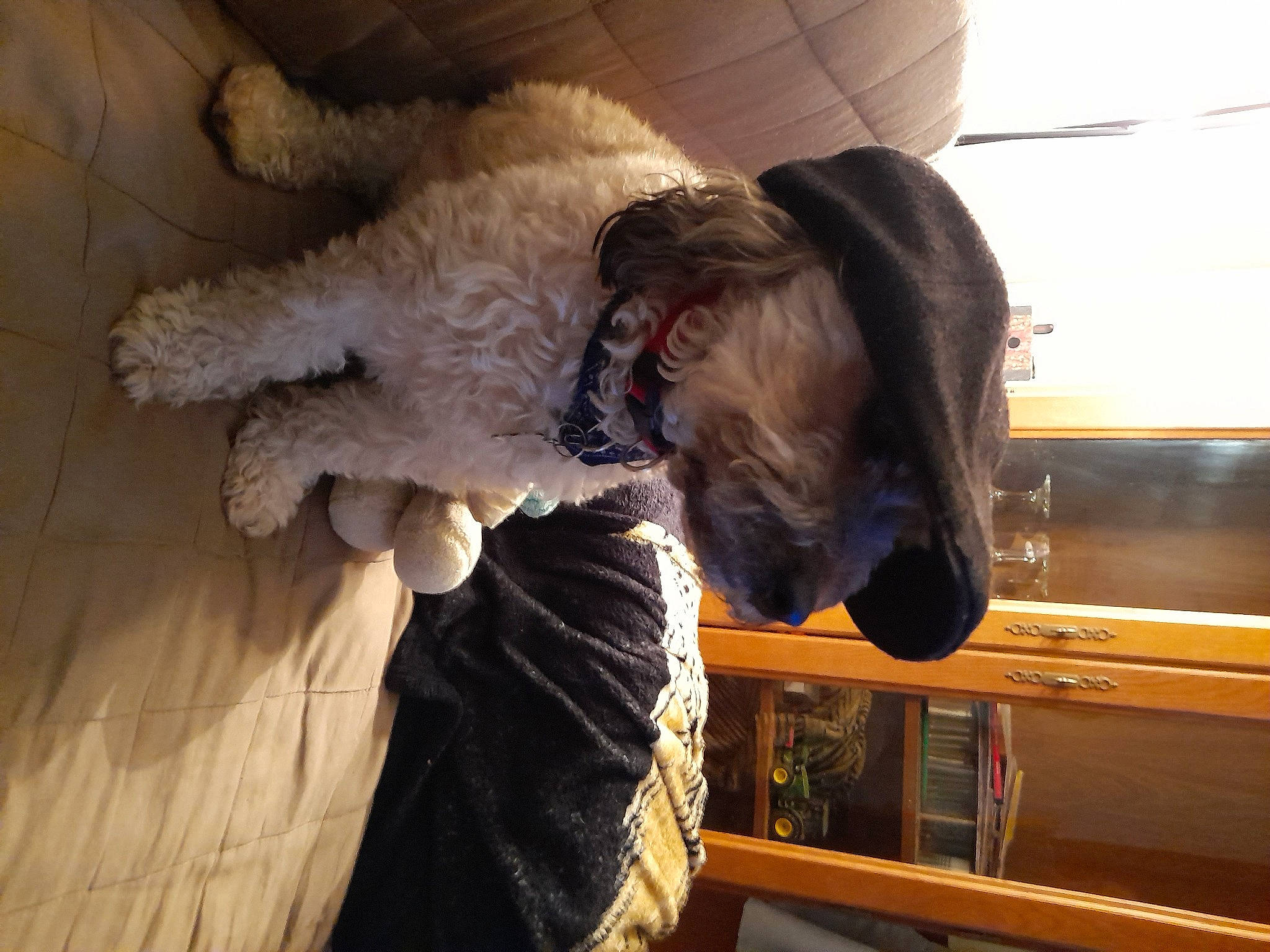 Onyl participe au concours pour gagner de l'argent avec cette photo : canidae, carnivore, companion_dog, dog, dog_breed, dog_collar, fawn, fur, gesture, labradoodle, mammal, poodle, snout, spaniel, sporting_group, terrier, toy_dog, vertebrate, wood, working_animal