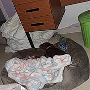 Bandit participe au concours pour gagner de l'argent avec cette photo : blanket, brown_dog, collar, corner, cozy, dog, drawer, floor, household, indoor, pet_bed, pile_of_blankets, plastic_bottle, resting, sleeping, small_dog, toy, trash_can, wall, wooden_desk