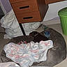blanket, brown_dog, collar, corner, cozy, dog, drawer, floor, household, indoor, pet_bed, pile_of_blankets, plastic_bottle, resting, sleeping, small_dog, toy, trash_can, wall, wooden_desk