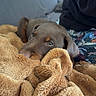 Bandit participe au concours pour gagner de l'argent avec cette photo : animal, blanket, brown, closeup, clothing, comfort, couch, cozy, dog, fabric, fluffy, hand, indoor, pattern, person, pet, puppy, relaxation, resting, soft