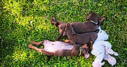 Bandit a rejoint le concours — aidez-le/la à gagner de superbes lots ! puppies, dog, grass, outdoor, sunlight, toy, stuffed_animal, brown, pet, nature, relaxing, playing, summer, animal, cute, furry, canine, resting, young, adorable