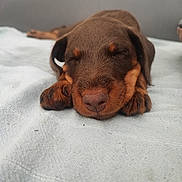 Bandit a rejoint le concours — aidez-le/la à gagner de superbes lots ! puppy, dog, sleeping, brown, cute, animal, pet, closeup, face, nose, paws, blanket, resting, fur, adorable, young, indoors, calm, cozy, relaxed
