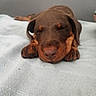 puppy, dog, sleeping, brown, cute, animal, pet, closeup, face, nose, paws, blanket, resting, fur, adorable, young, indoors, calm, cozy, relaxed