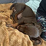 animal, blanket, brown, comfort, couch, cozy, dog, fabric, fur, hand, human, indoors, nap, pet, puppy, relaxation, resting, sleeping, snuggled, soft
