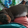 puppy, dog, sleeping, lap, person, indoor, floral_tablecloth, brown_dog, resting, cute, pet, cozy, animal, relaxing, comfort, closeup, home, soft_light, casual, peaceful