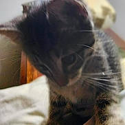 Melanie Hymel is registered to the contest to win money with this photo: cat, tabby, paw, close_up, indoor, furniture, lamp, whiskers, curious, pet, animal, bed, blanket, soft_light, cozy, fur, mammal, domestic_animal, young_cat, playful