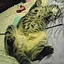 Melanie Hymel is registered to the contest to win money with this photo: cat, tabby, sleeping, bed, blanket, toy, feline, indoor, relaxed, fur, paw, tail, striped, cozy, resting, domestic_animal, pet, cute, animal, comfort