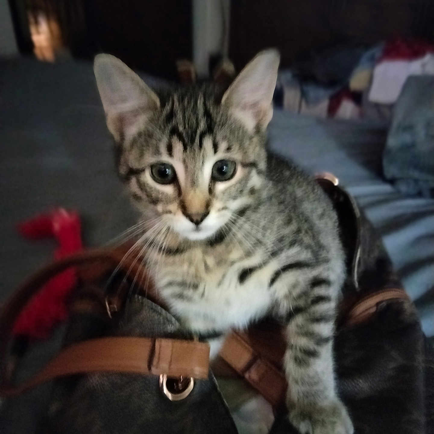 Melanie Hymel joined the competition — help win amazing prizes! animal, bag, bedroom, cat, claw, closeup, curious, cute, domestic, ears, feline, fur, furniture, handbag, indoor, kitten, pet, soft_light, tabby, whiskers