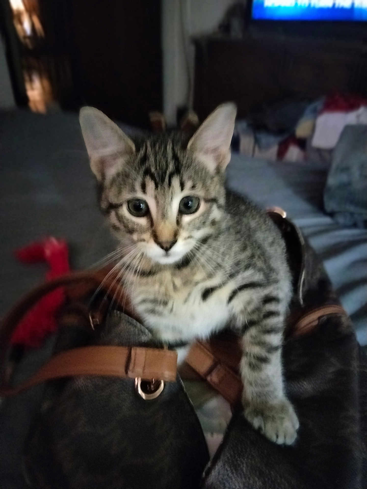 Melanie Hymel joined the competition — help win amazing prizes! cat, kitten, tabby, bag, handbag, indoor, pet, animal, curious, feline, whiskers, ears, fur, claw, domestic, cute, closeup, bedroom, furniture, soft_light
