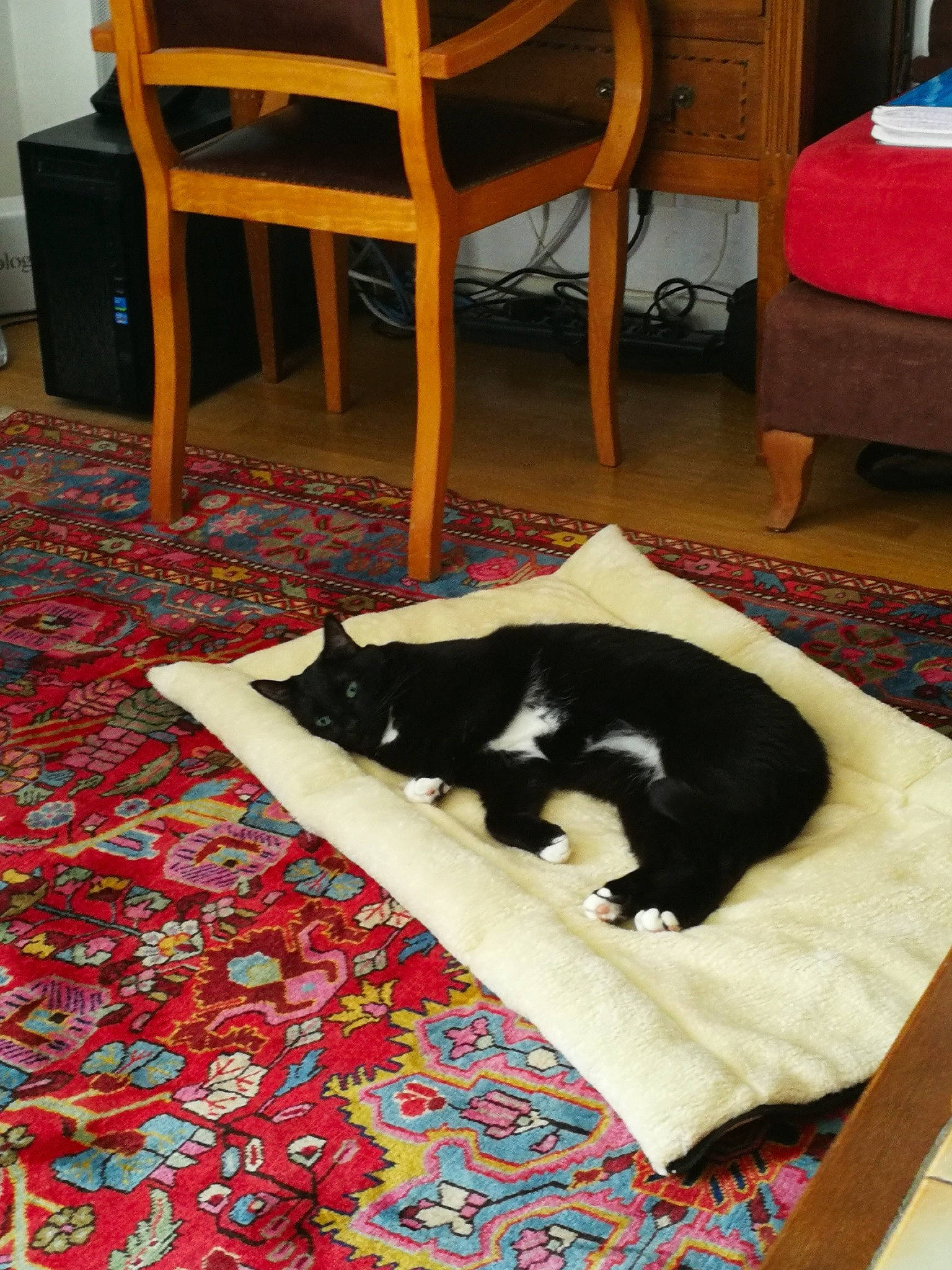 Baloo a rejoint le concours — aidez-le/la à gagner de superbes lots ! black, canidae, carnivore, cat, chair, comfort, companion_dog, dog_breed, felidae, floor, flooring, grass, hardwood, linens, room, small_to_medium_sized_cats, sporting_group, tail, textile, wood