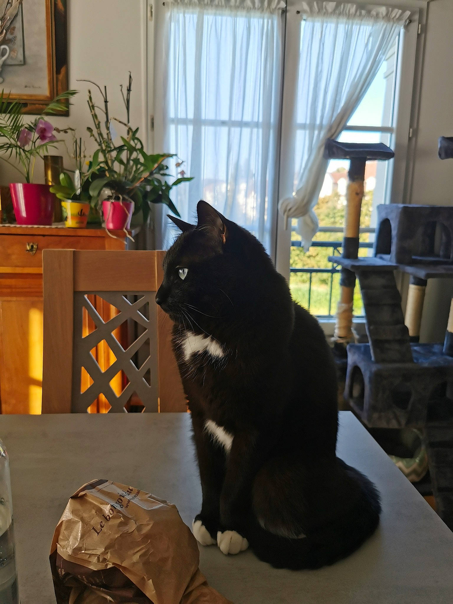 Baloo a rejoint le concours — aidez-le/la à gagner de superbes lots ! carnivore, cat, chair, comfort, curtain, felidae, floor, flooring, furniture, hardwood, houseplant, interior_design, picture_frame, plant, small_to_medium_sized_cats, table, tail, whiskers, window, wood