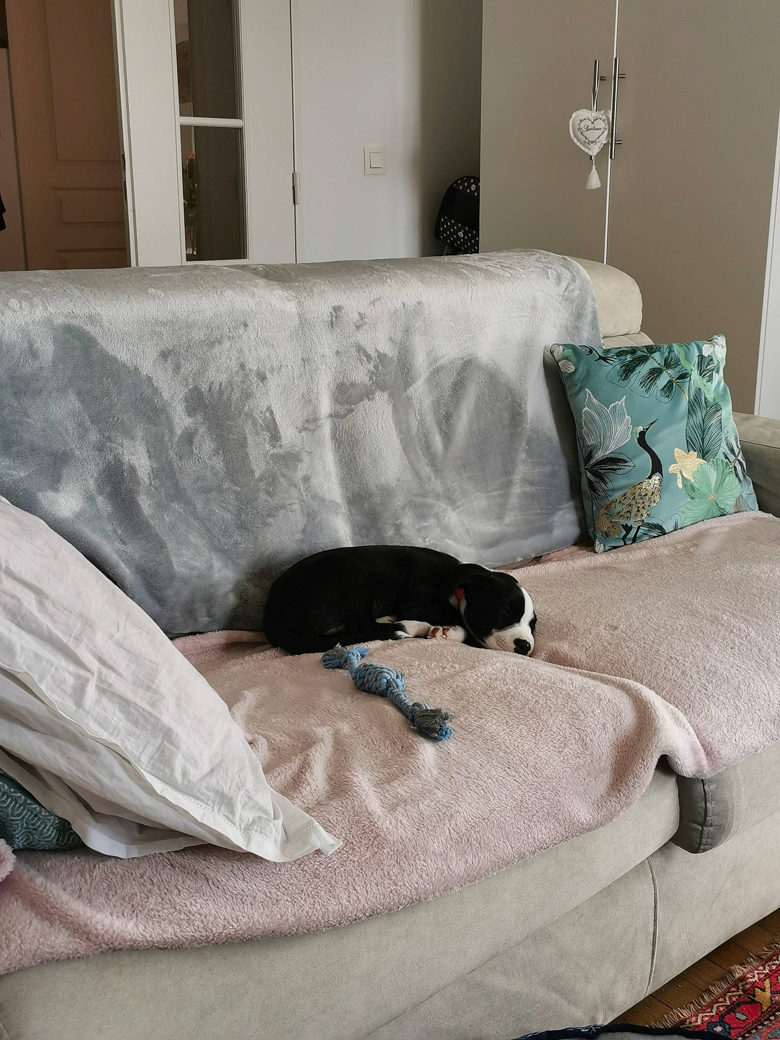 Tess participe au concours pour gagner de l'argent avec cette photo : bedding, bedroom, black, carnivore, comfort, couch, felidae, floor, flooring, furniture, grey, hardwood, interior_design, linens, living_room, rectangle, studio_couch, textile, white, wood