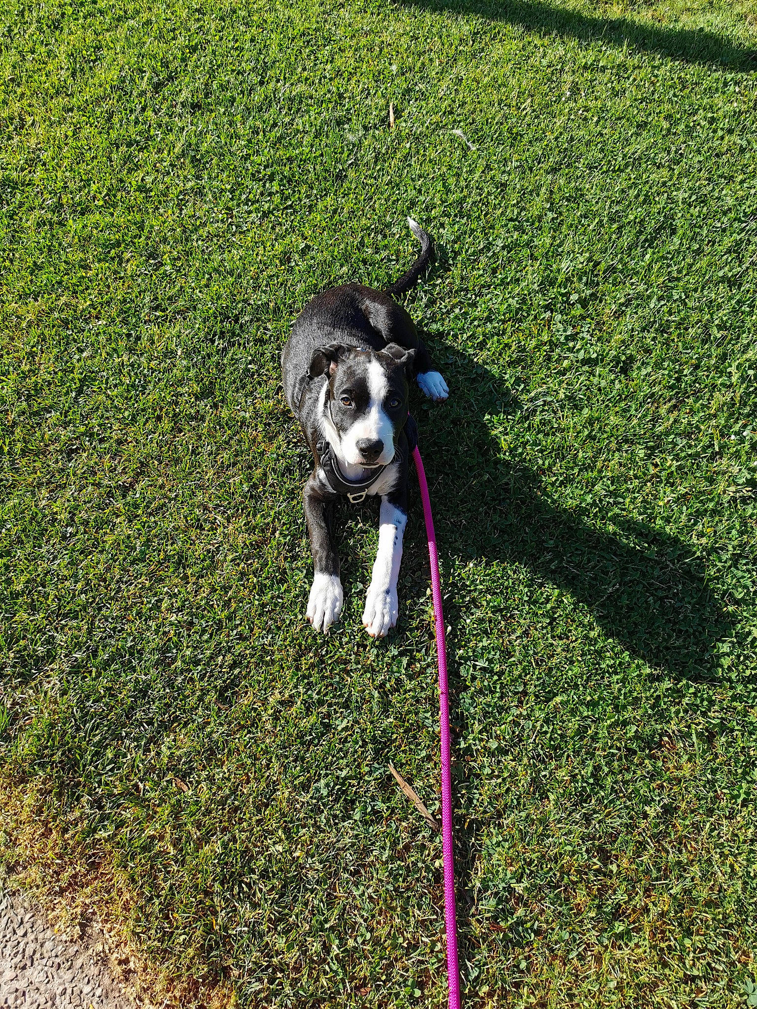 Tess participe au concours pour gagner de l'argent avec cette photo : carnivore, collar, companion_dog, dog, dog_breed, dog_supply, grass, grass_family, grassland, groundcover, herding_dog, hose, lawn, leash, pet_supply, road_surface, shadow, soil, sporting_group, tail