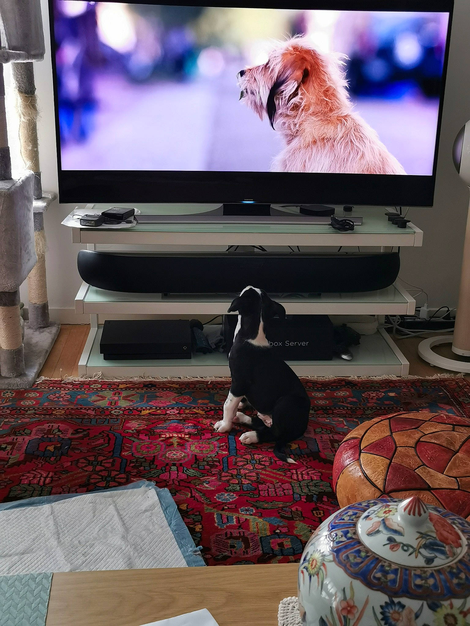 Tess participe au concours pour gagner de l'argent avec cette photo : carnivore, comfort, companion_dog, computer, computer_desk, desktop_computer, dog, dog_breed, fawn, flat_panel_display, floor, flooring, gadget, interior_design, living_room, output_device, personal_computer, television, television_set, wood