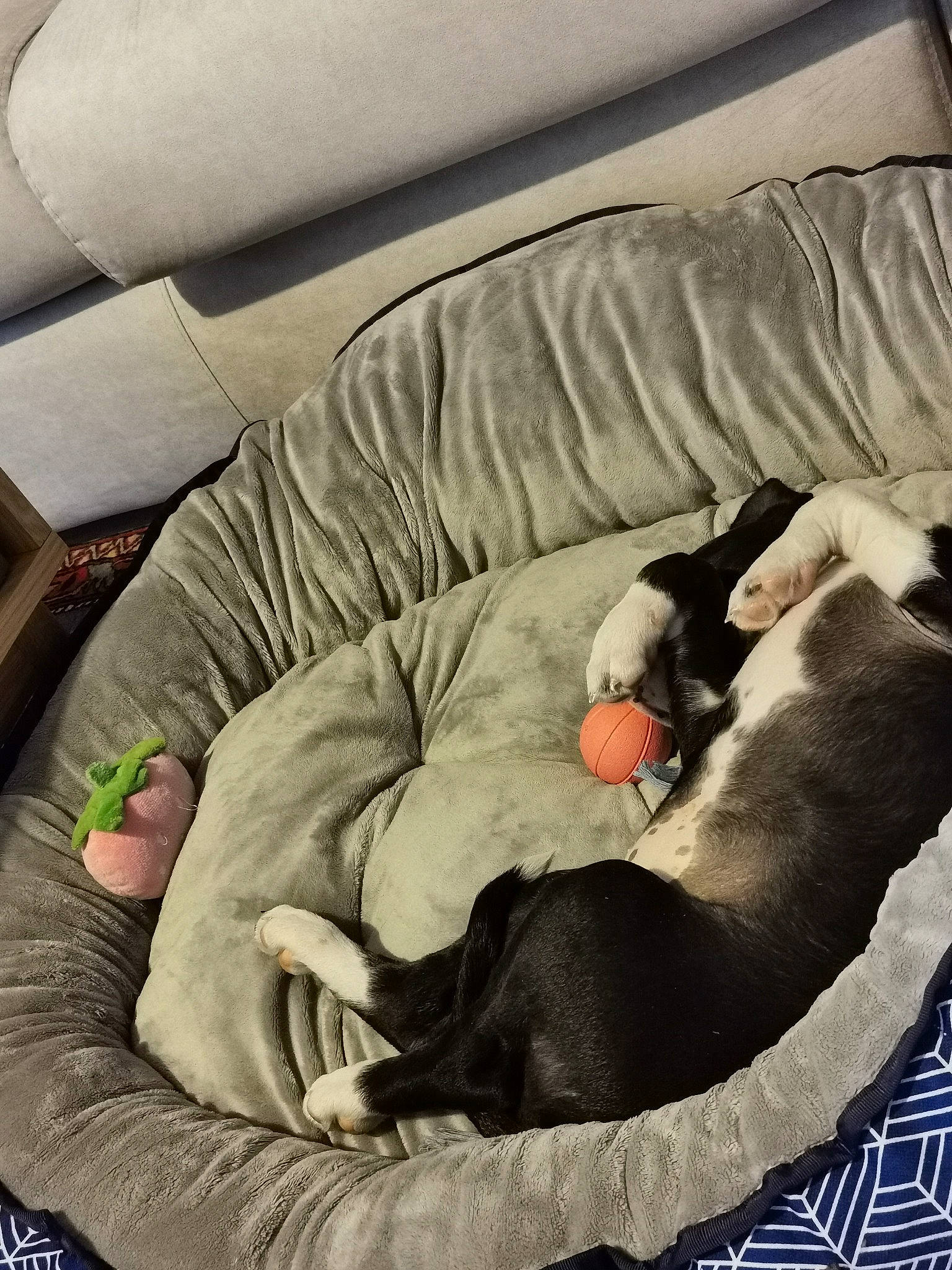 Tess a rejoint le concours — aidez-le/la à gagner de superbes lots ! baby_products, baby_sleeping, bedtime, canidae, carnivore, child, comfort, companion_dog, dog_bed, dog_breed, dog_supply, fur, grey, linens, nap, non_sporting_group, room, sleep, sporting_group