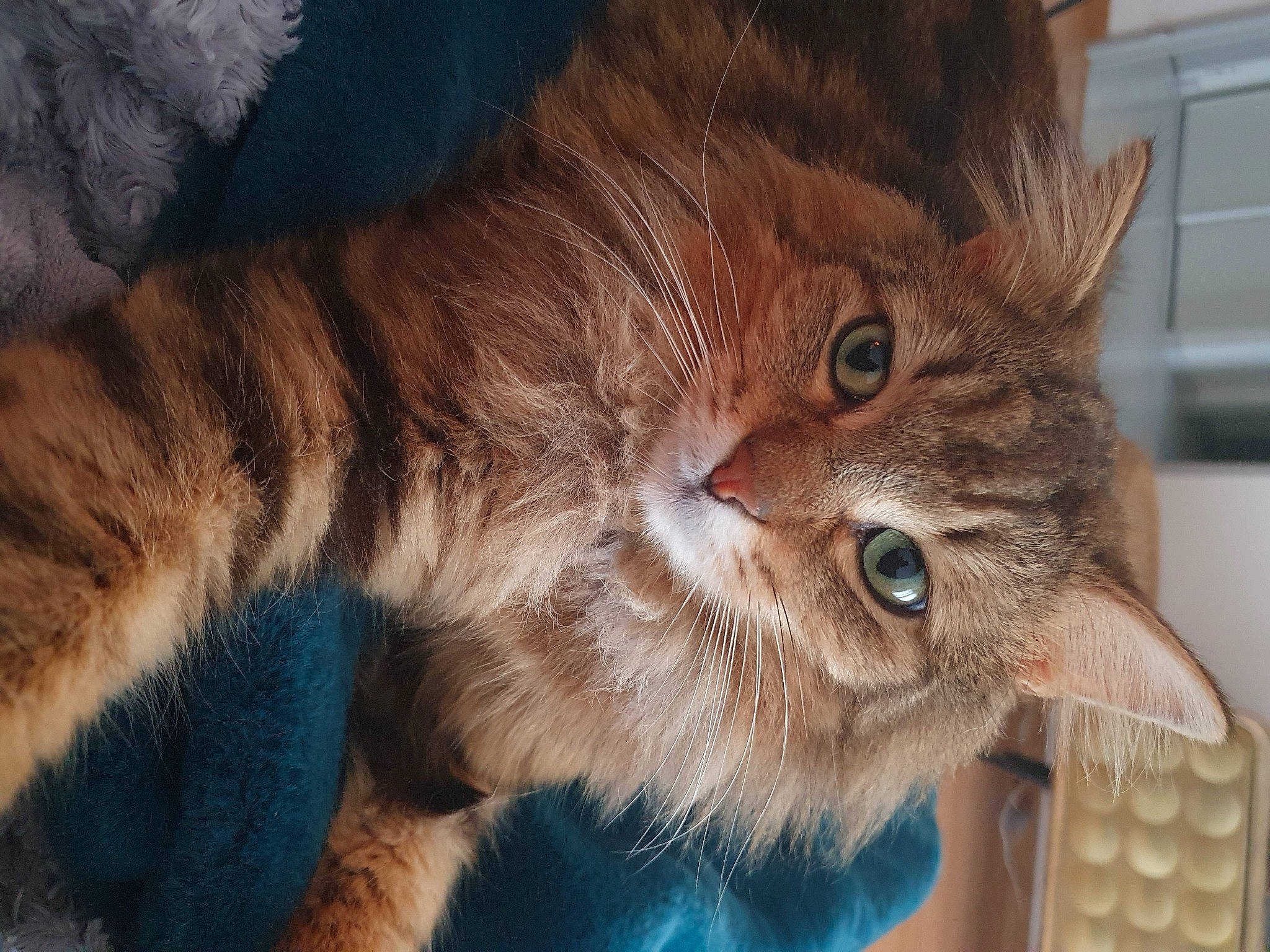 Suny a rejoint le concours — aidez-le/la à gagner de superbes lots ! carnivore, cat, cat_supply, claw, domestic_short_haired_cat, electric_blue, fawn, felidae, fur, gesture, paw, small_to_medium_sized_cats, tail, terrestrial_animal, whiskers