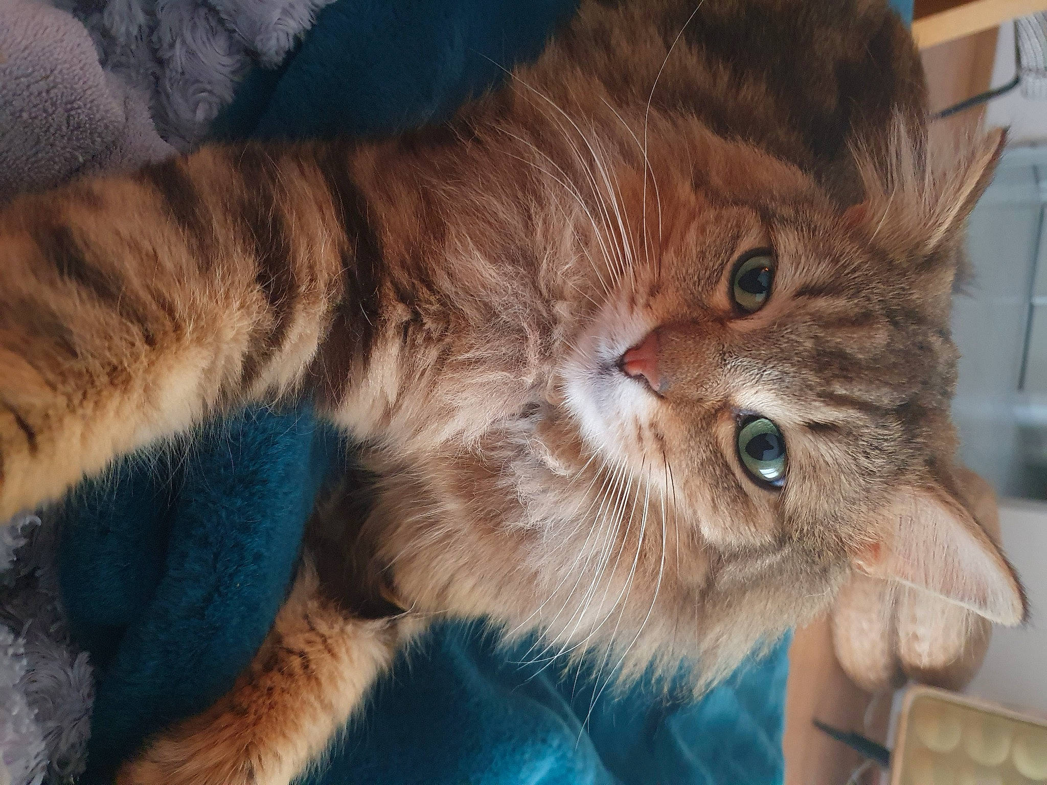 Suny a rejoint le concours — aidez-le/la à gagner de superbes lots ! carnivore, cat, claw, comfort, domestic_short_haired_cat, ear, eye, fawn, felidae, fur, gesture, liver, paw, small_to_medium_sized_cats, snout, tail, terrestrial_animal, whiskers