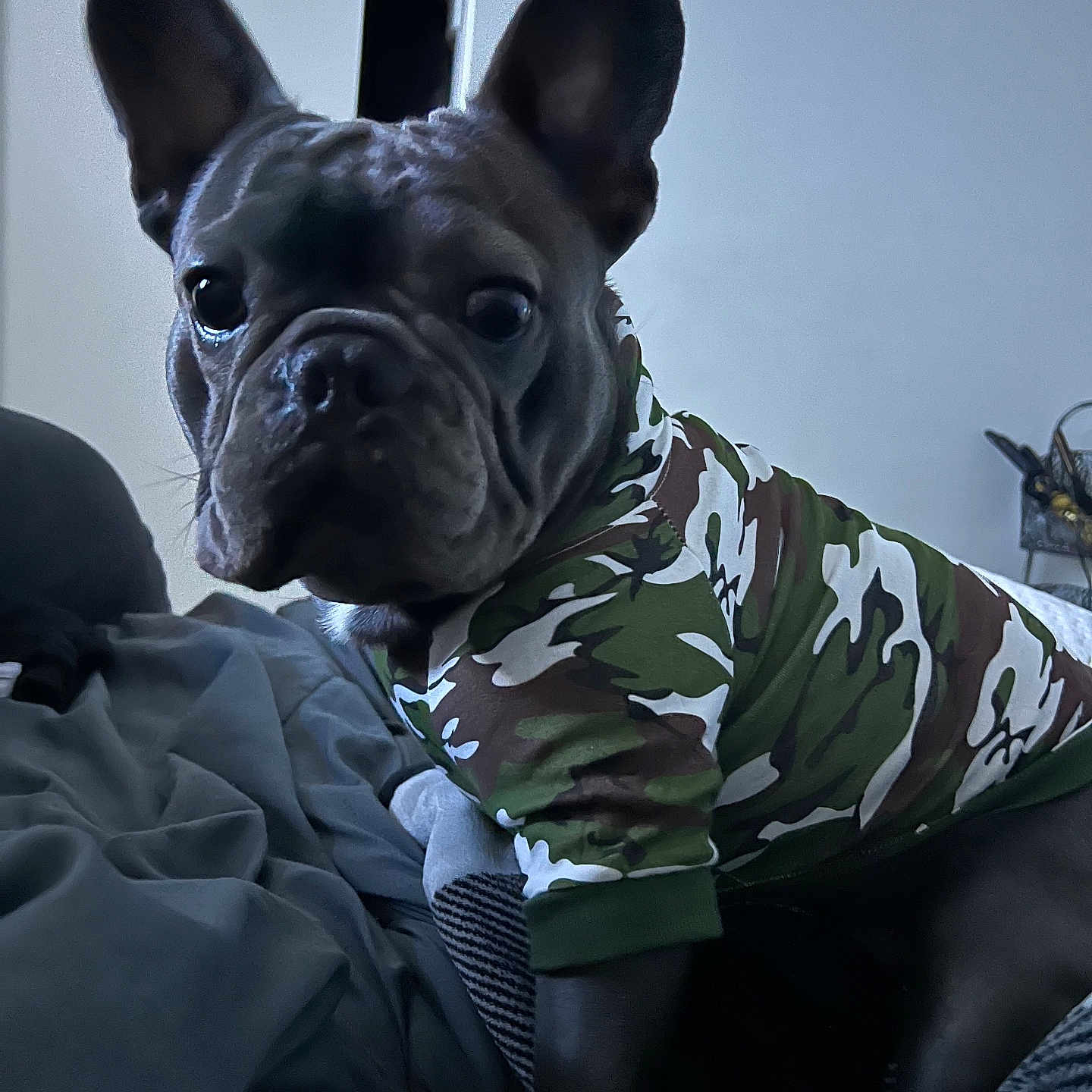 Ace Boogie