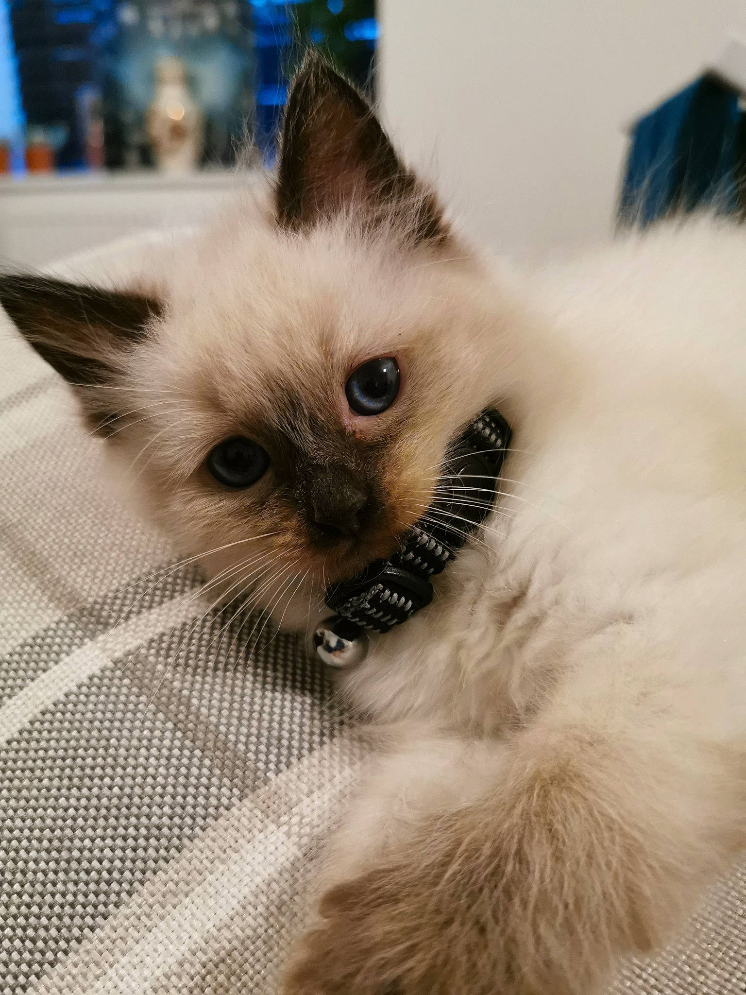 Murphy is registered to the contest to win money with this photo: balinese, birman, carnivore, cat, colorpoint_shorthair, eye, felidae, himalayan, iris, kitten, mammal, ojos_azules, ragdoll, siamese, small_to_medium_sized_cats, snout, thai, tonkinese, vertebrate, whiskers