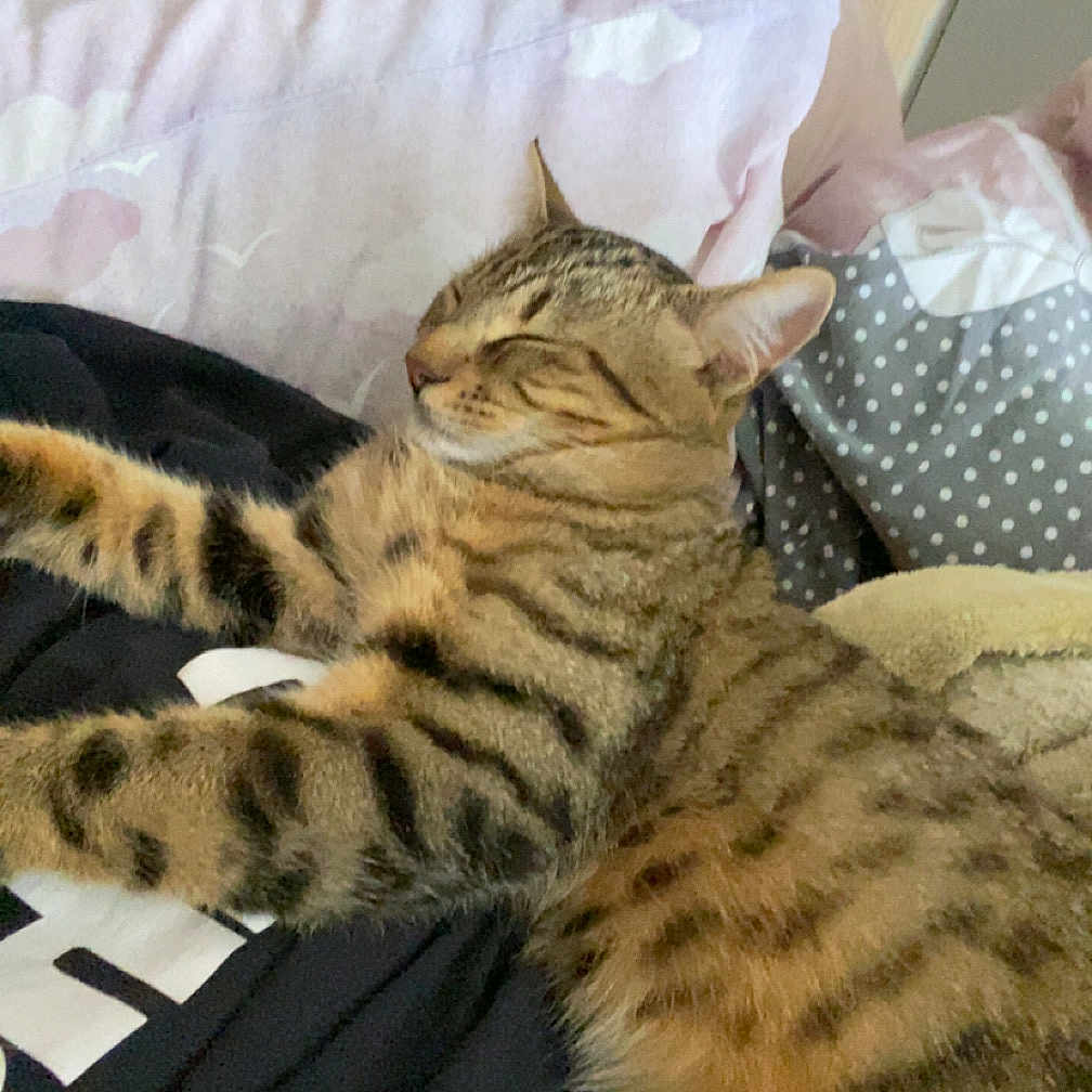 Roméo participe au concours pour gagner de l'argent avec cette photo : animal, bed, blanket, cat, comfort, cozy, cute, domestic_animal, feline, fur, indoor, pet, pillow, relaxing, resting, sleeping, soft, striped, tabby, whiskers