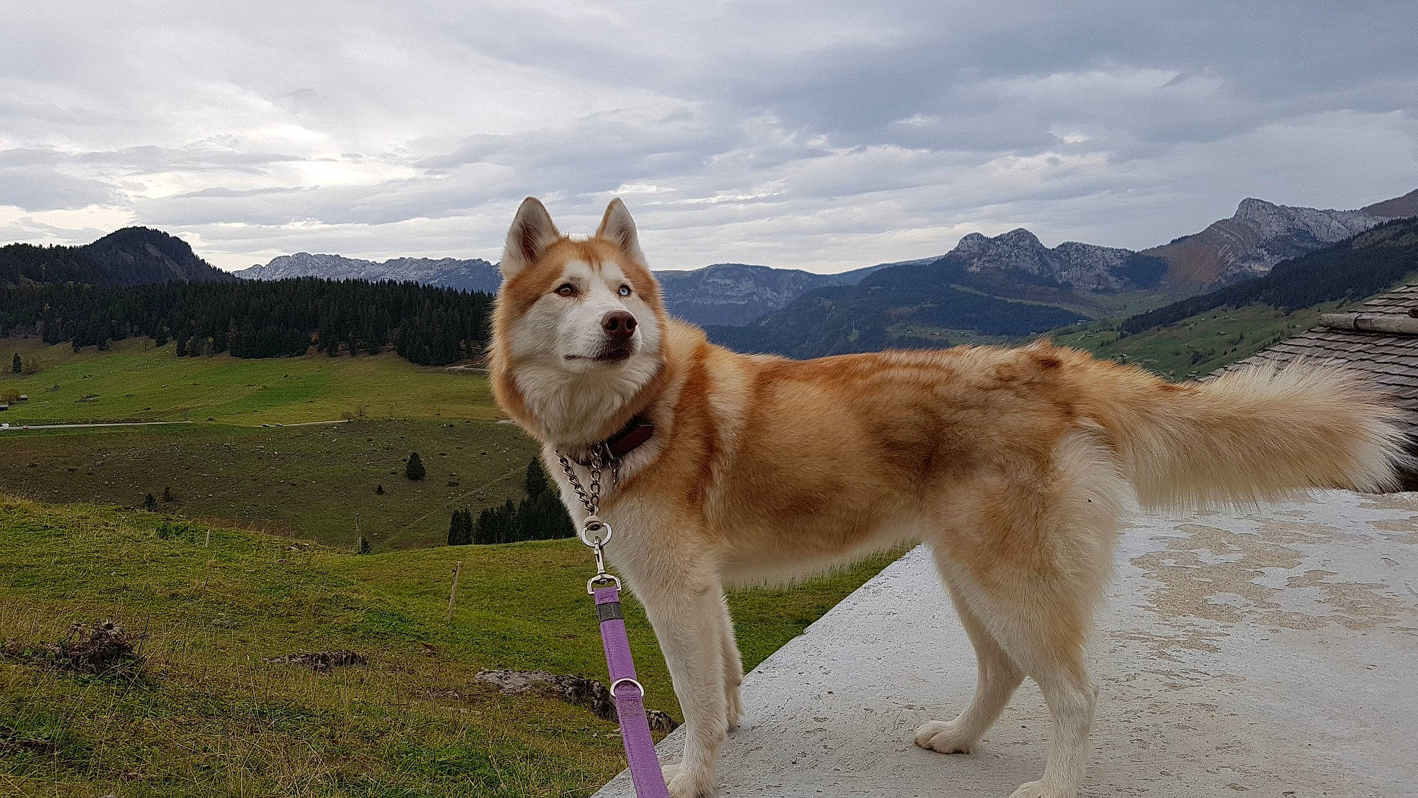 Leelou a rejoint le concours — aidez-le/la à gagner de superbes lots ! akita, akita_inu, canaan_dog, canadian_eskimo_dog, canidae, carnivore, czechoslovakian_wolfdog, dog, dog_breed, east_siberian_laika, greenland_dog, mammal, native_american_indian_dog, northern_inuit_dog, norwegian_buhund, saarloos_wolfdog, siberian_husky, tamaskan_dog, vertebrate, wolfdog
