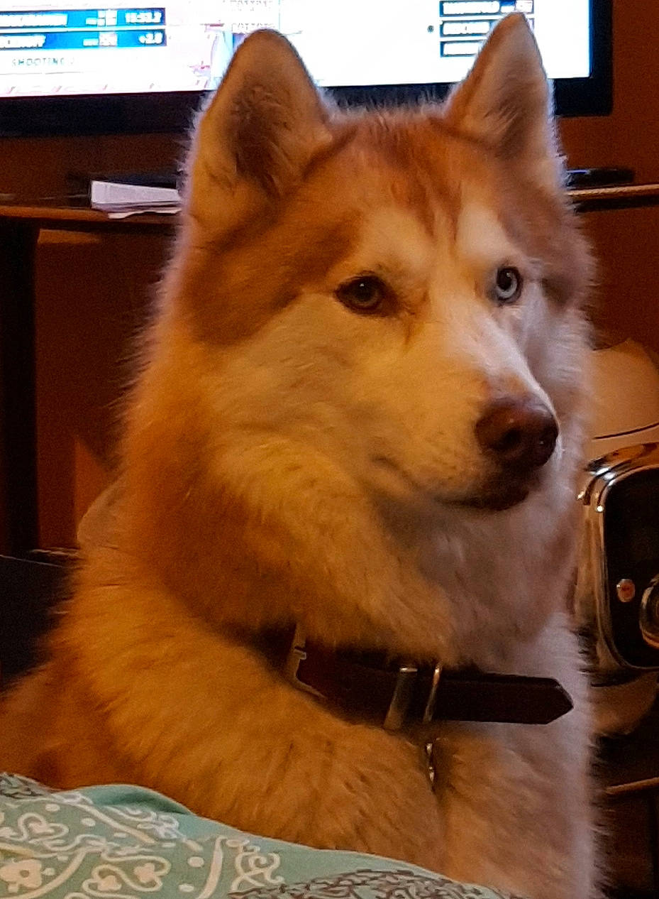 Leelou participe au concours pour gagner de l'argent avec cette photo : alaskan_malamute, ancient_dog_breeds, canadian_eskimo_dog, canidae, carnivore, dog, dog_breed, greenland_dog, mammal, native_american_indian_dog, norwegian_buhund, rare_breed_dog, sakhalin_husky, siberian_husky, sled_dog, snout, tamaskan_dog, vertebrate, whiskers, wolfdog