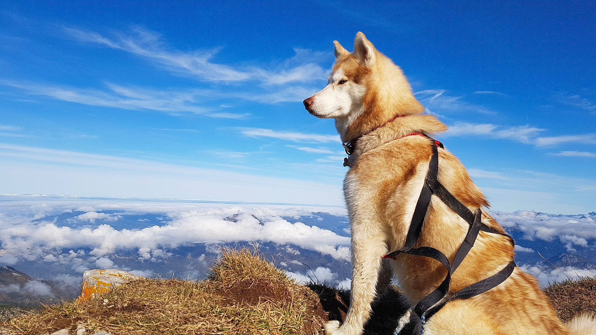 Leelou a rejoint le concours — aidez-le/la à gagner de superbes lots ! canaan_dog, canidae, carnivore, czechoslovakian_wolfdog, dog, dog_breed, east_siberian_laika, greenland_dog, kunming_wolfdog, mammal, native_american_indian_dog, northern_inuit_dog, saarloos_wolfdog, seppala_siberian_sleddog, siberian_husky, sky, tamaskan_dog, vertebrate, west_siberian_laika, wolfdog